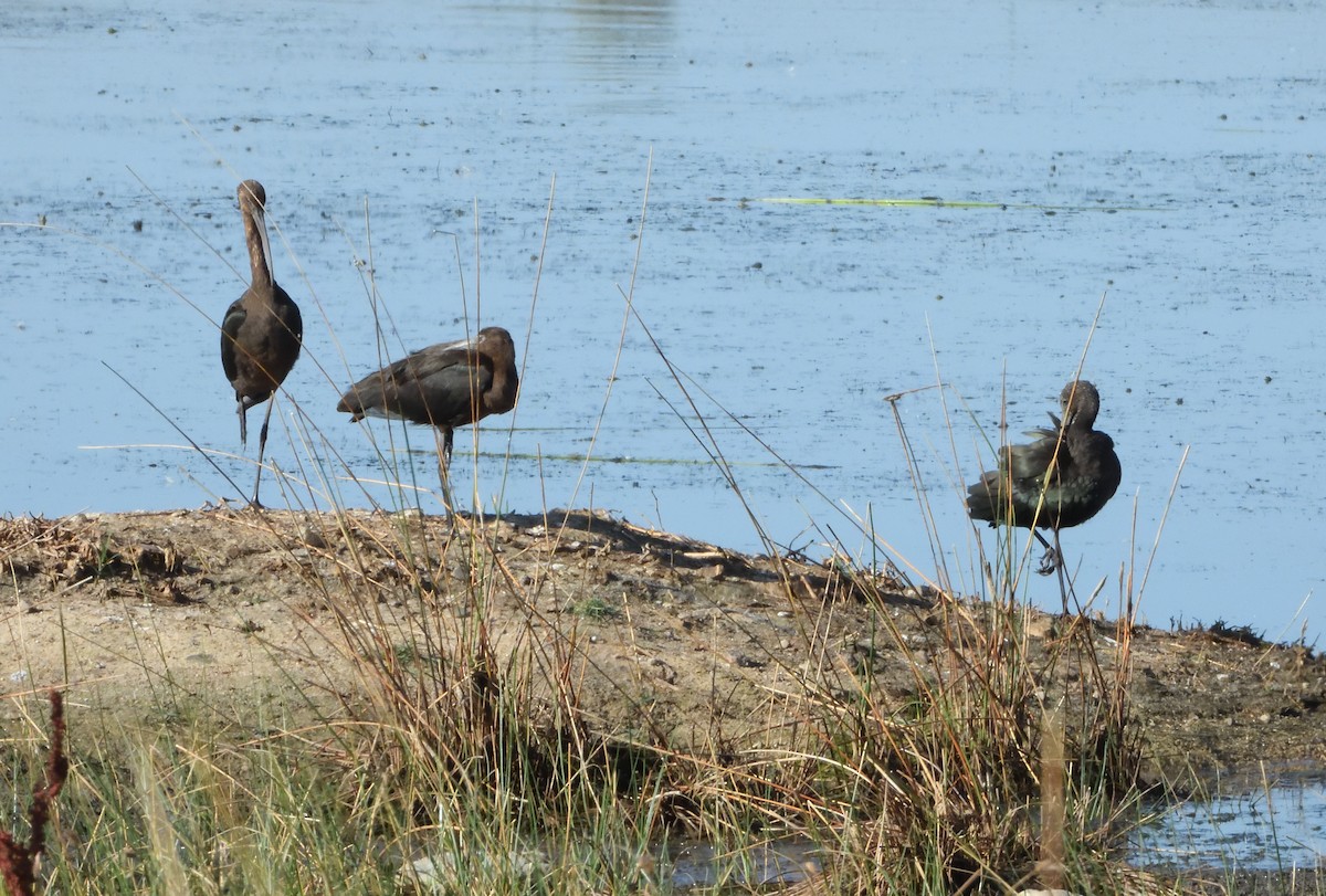 Ibis falcinelle - ML638664229