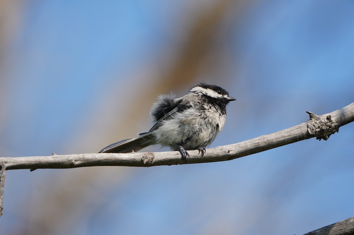Mésange à tête noire - ML638664230