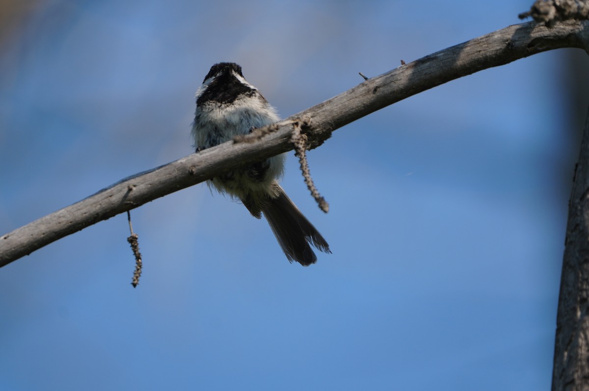 Mésange à tête noire - ML638664231