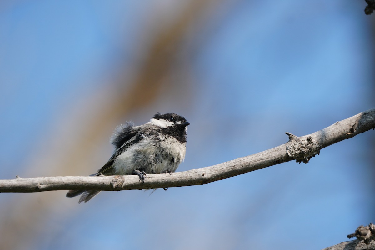 Mésange à tête noire - ML638664232