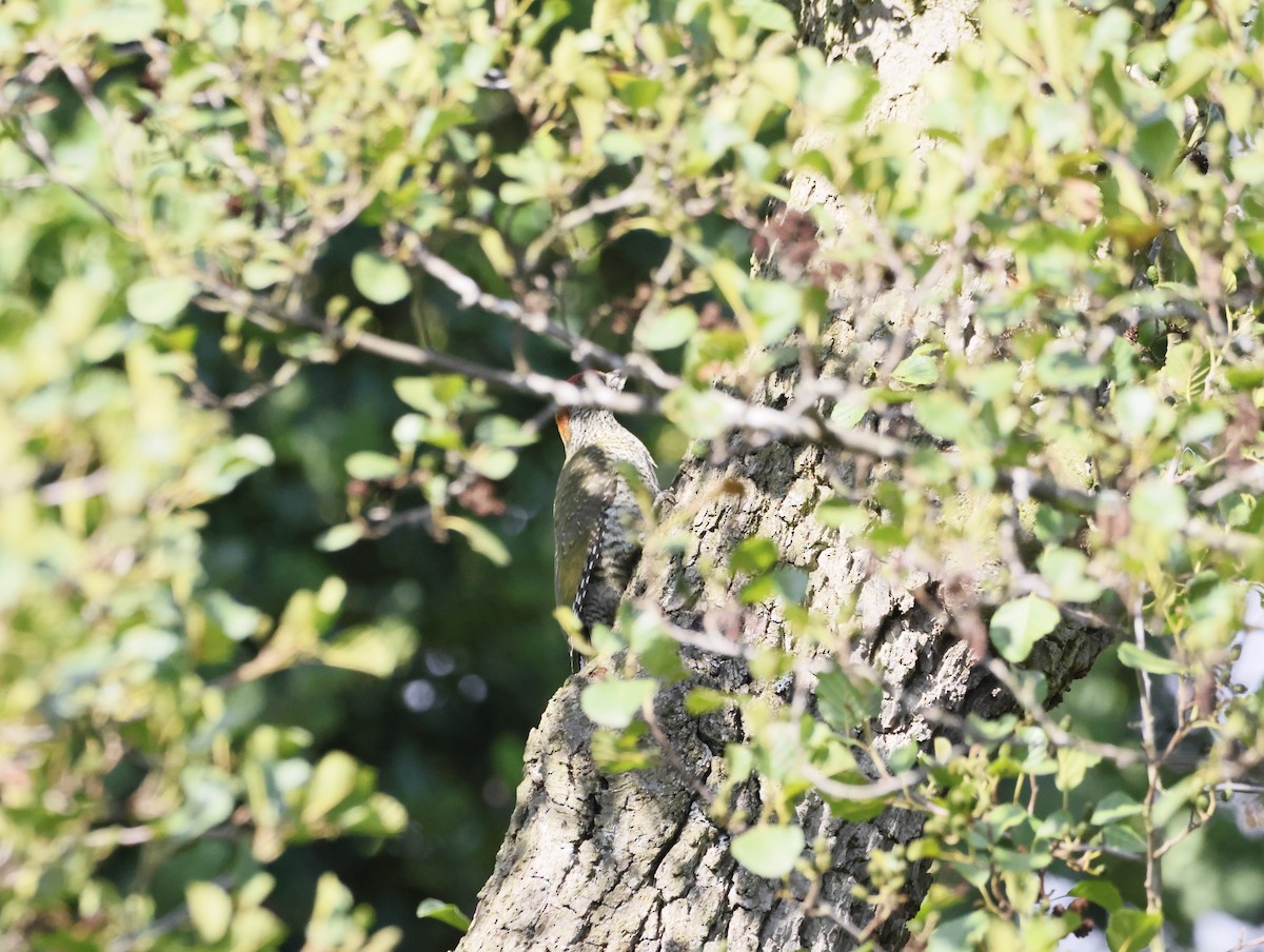 Pic vert - ML638664235