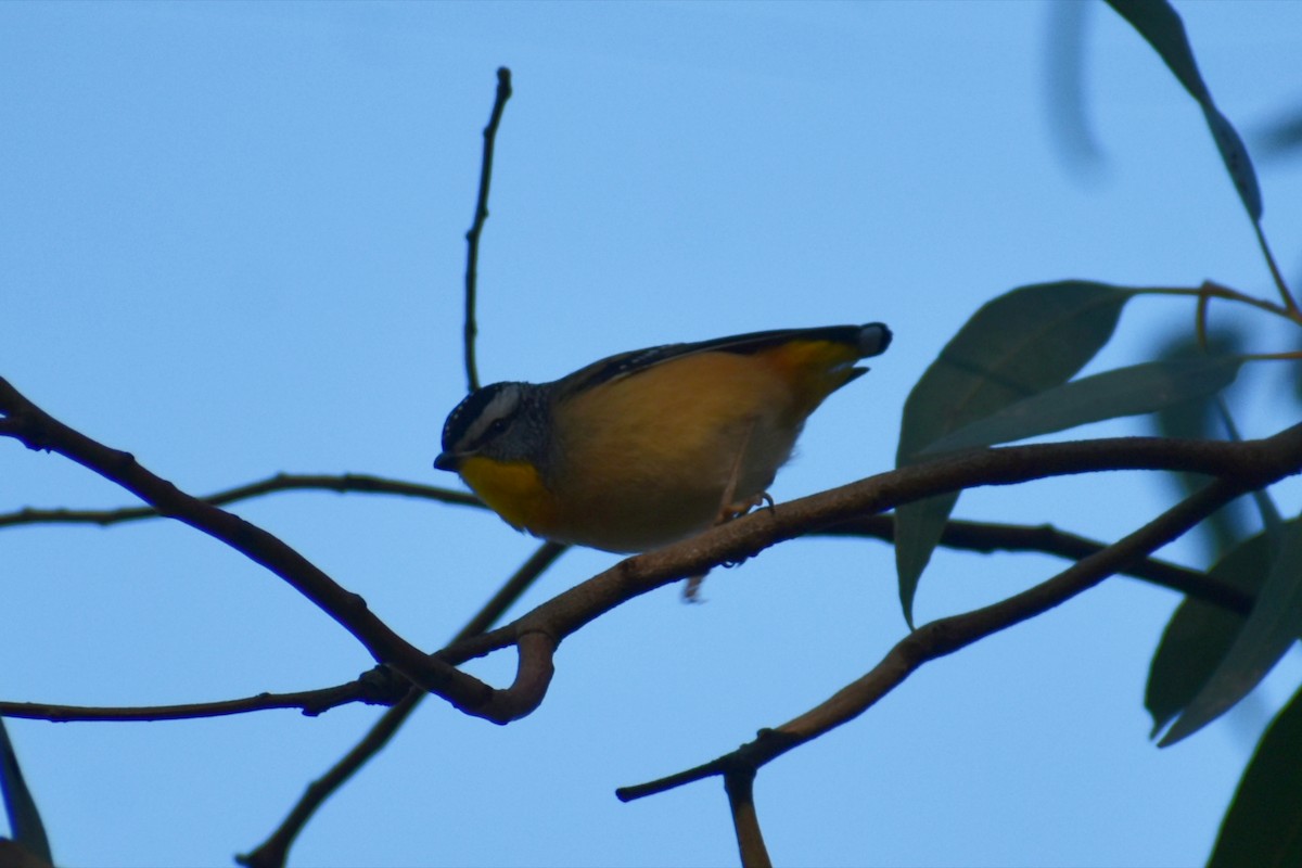 Pardalote pointillé - ML638664246