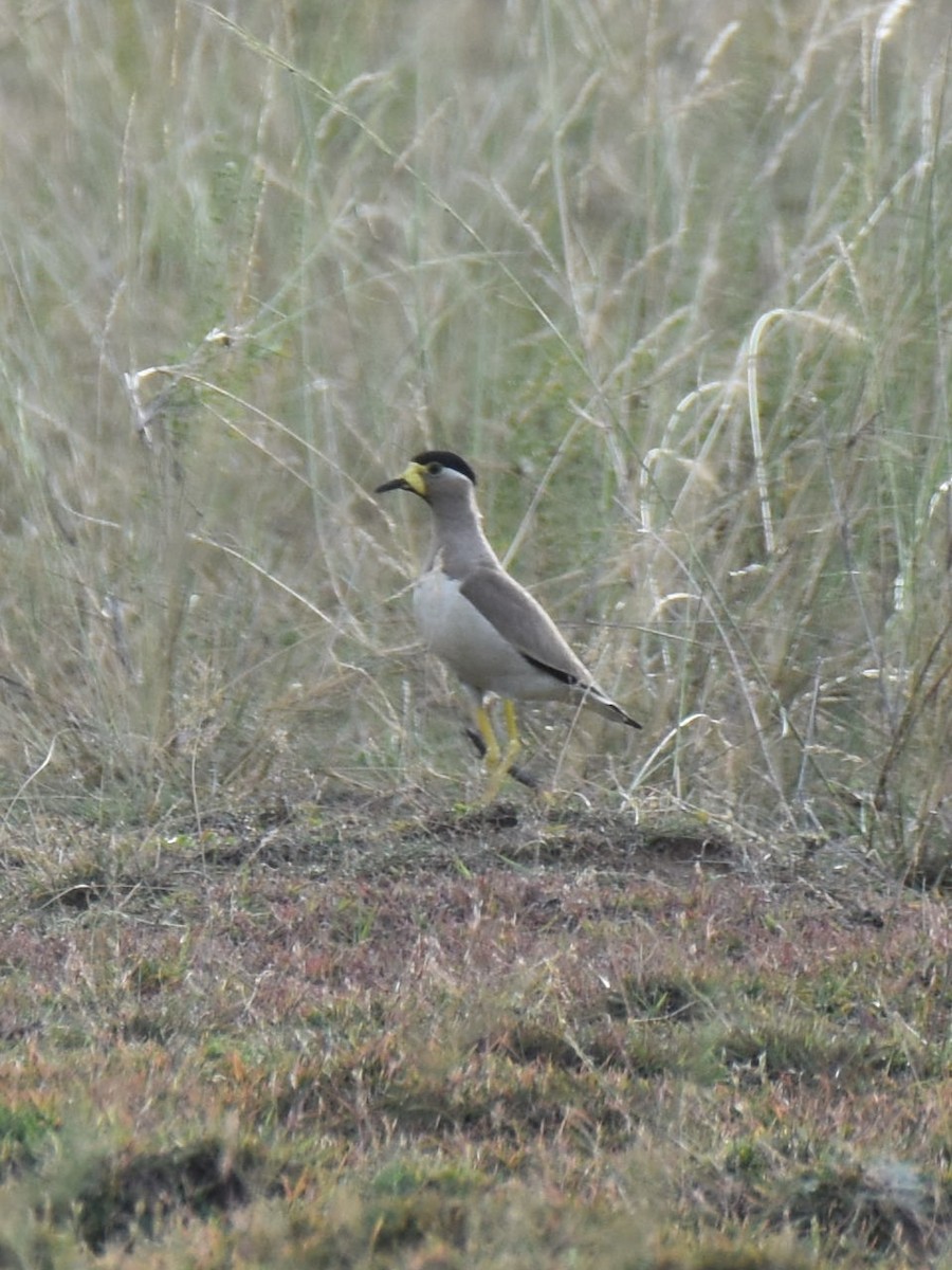 Yellow-wattled Lapwing - ML638664284