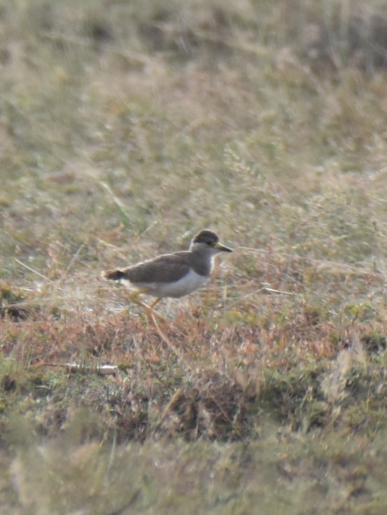Yellow-wattled Lapwing - ML638664286