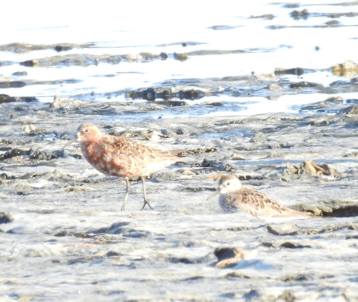 Curlew Sandpiper - ML638664287