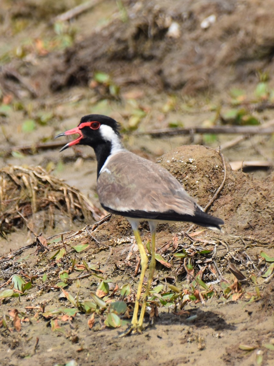 Red-wattled Lapwing - ML638664289
