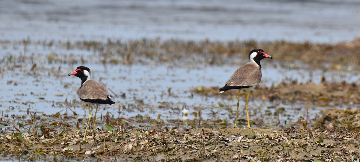 Red-wattled Lapwing - ML638664290