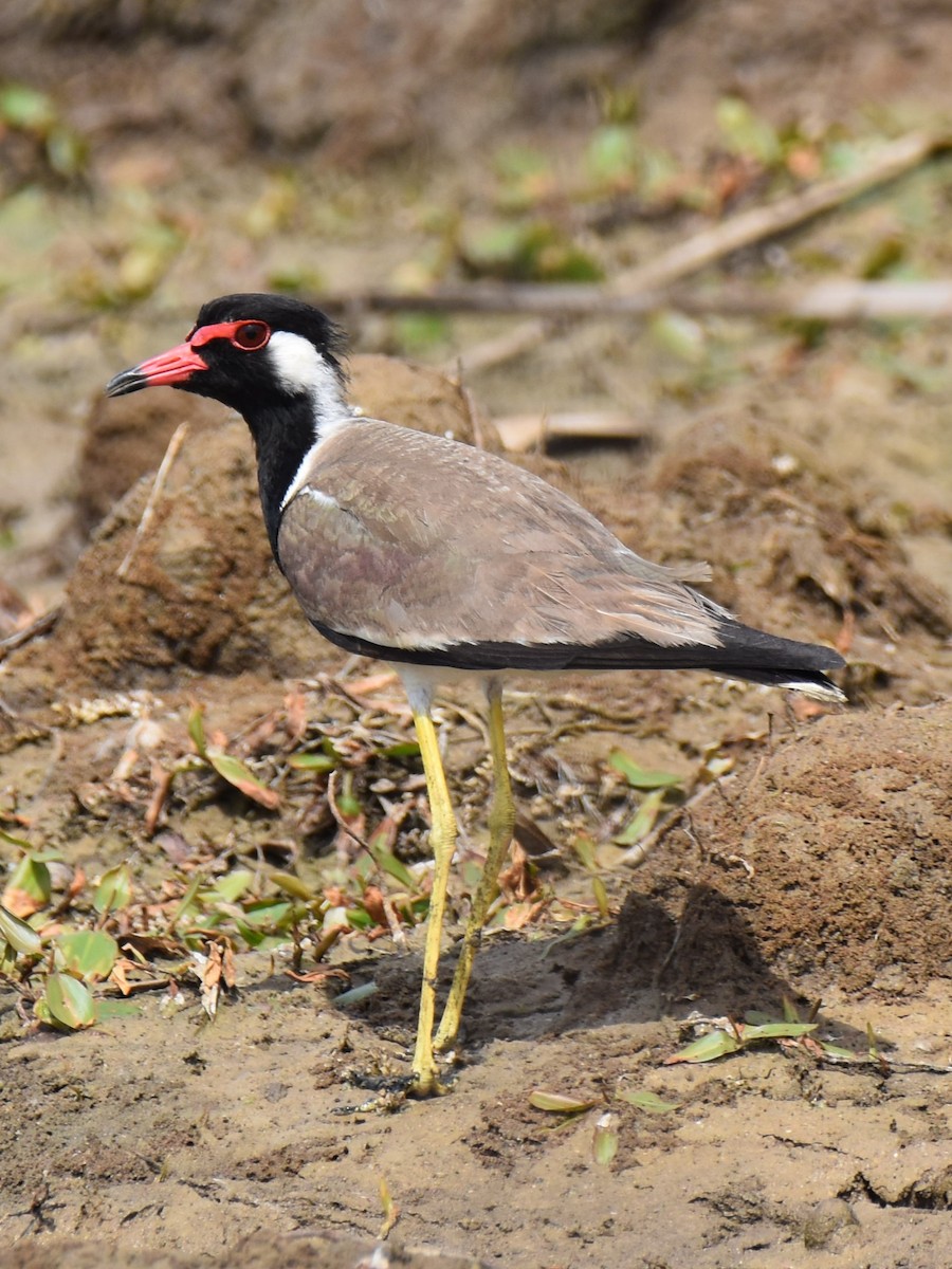 Red-wattled Lapwing - ML638664291