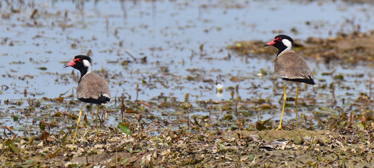 Red-wattled Lapwing - ML638664292