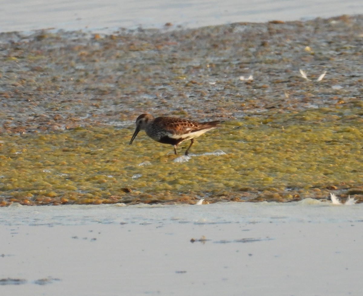 Dunlin - ML638664293