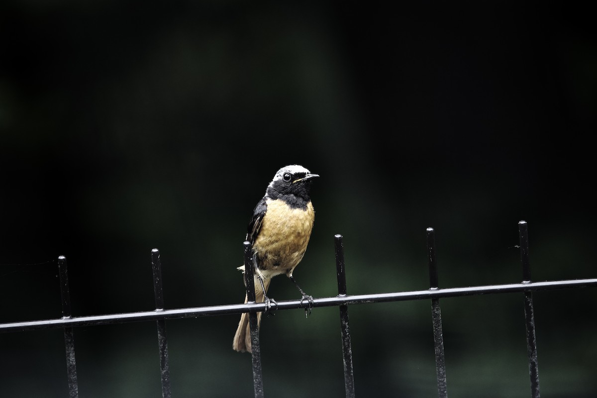 Daurian Redstart - ML638664297