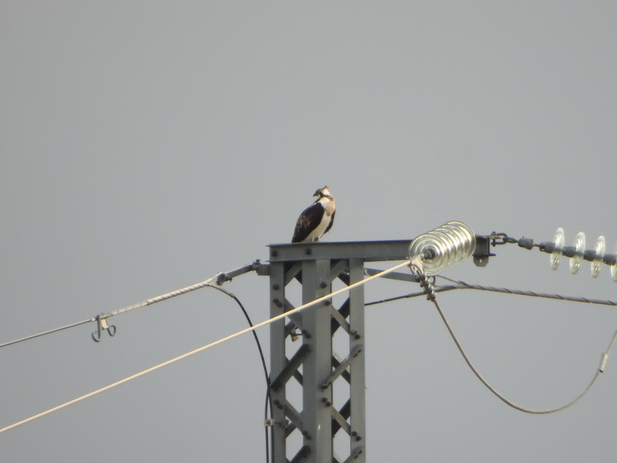 Osprey - ML638664298