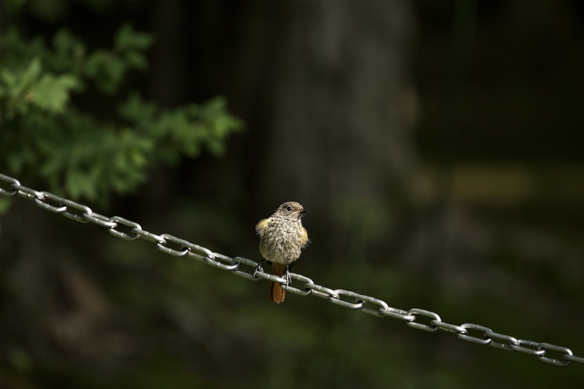 Daurian Redstart - ML638664299