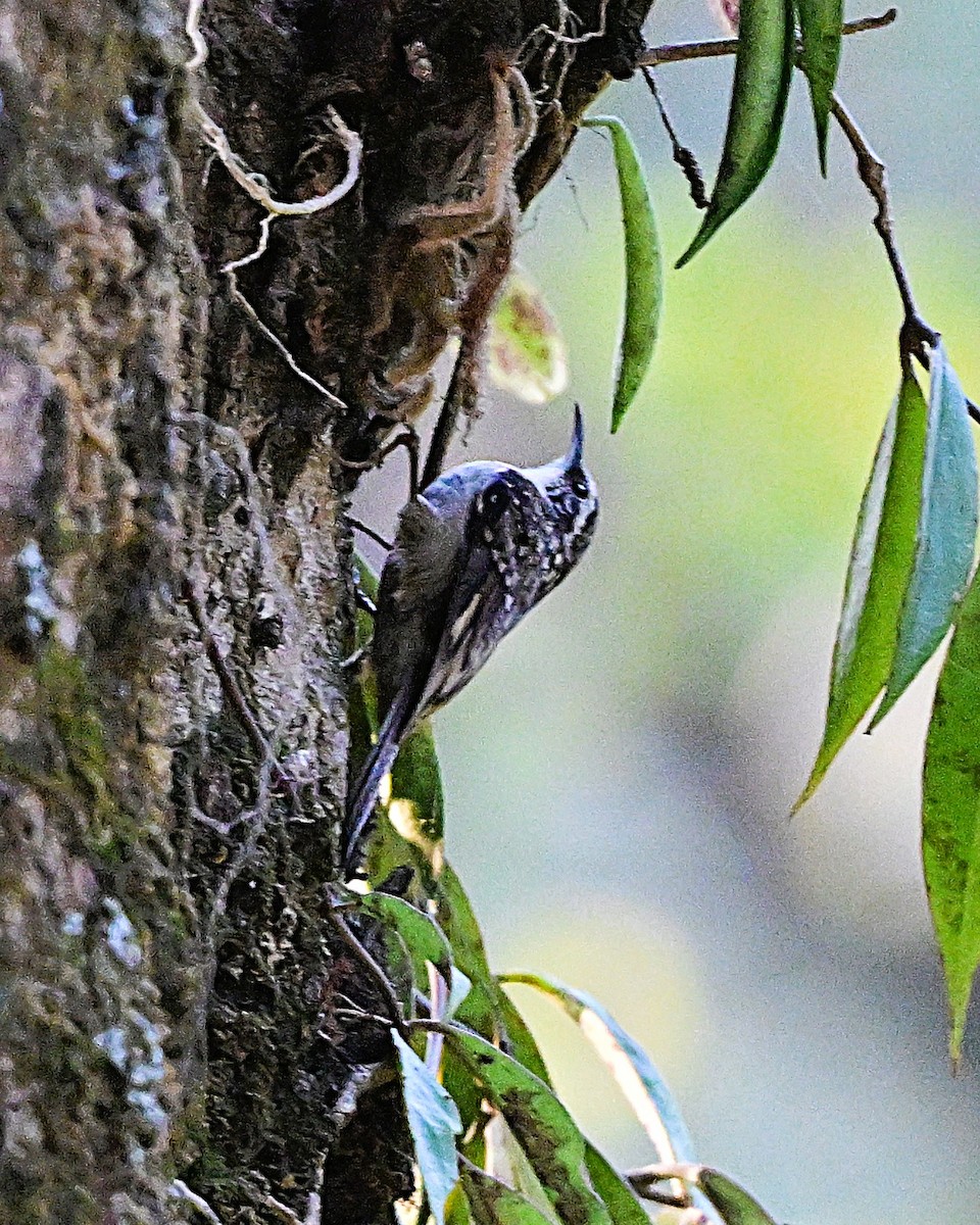 Bar-tailed Treecreeper - ML638664300