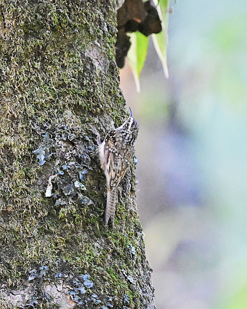 Bar-tailed Treecreeper - ML638664301