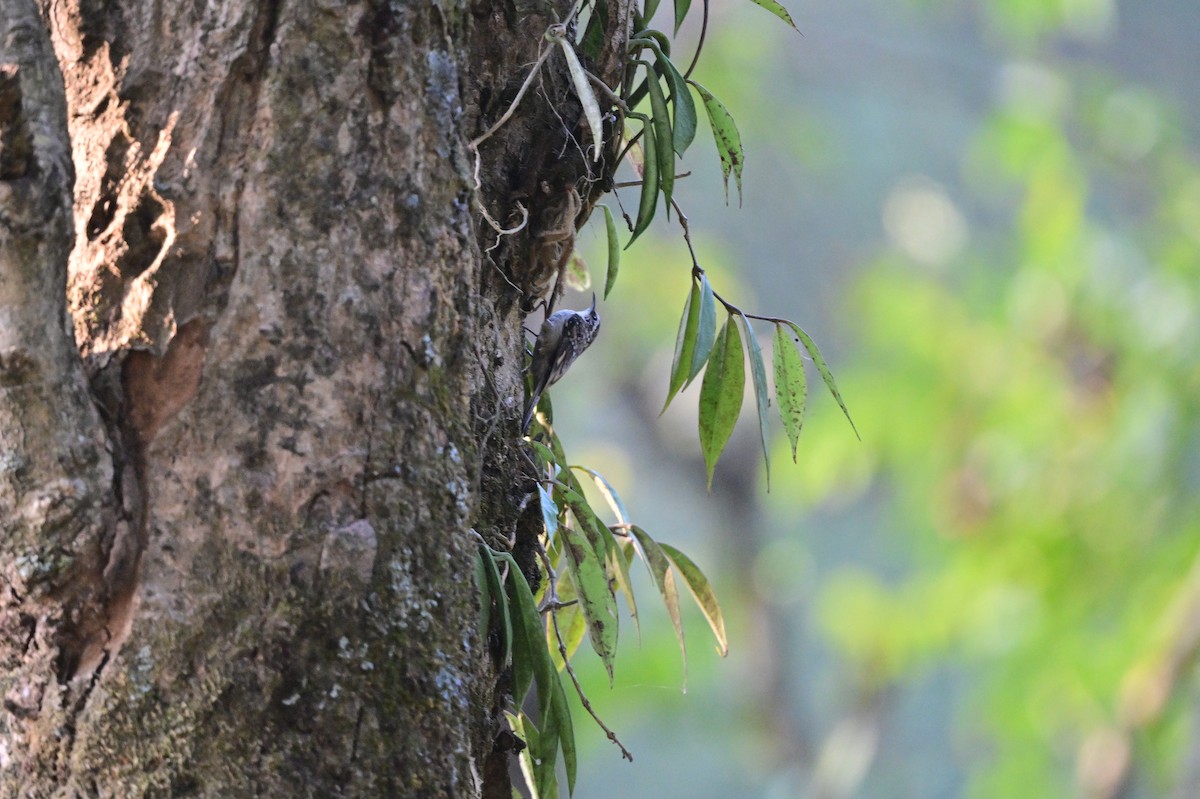 Bar-tailed Treecreeper - ML638664302