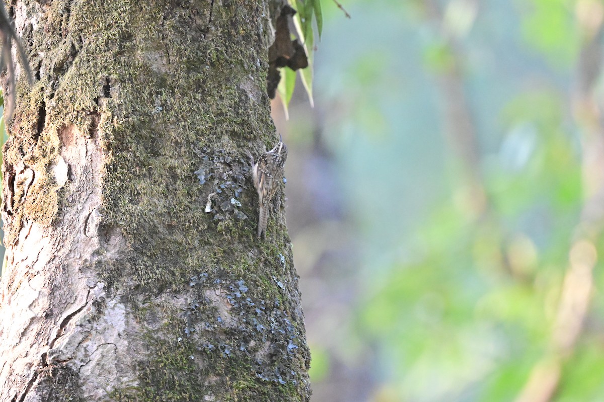 Bar-tailed Treecreeper - ML638664303