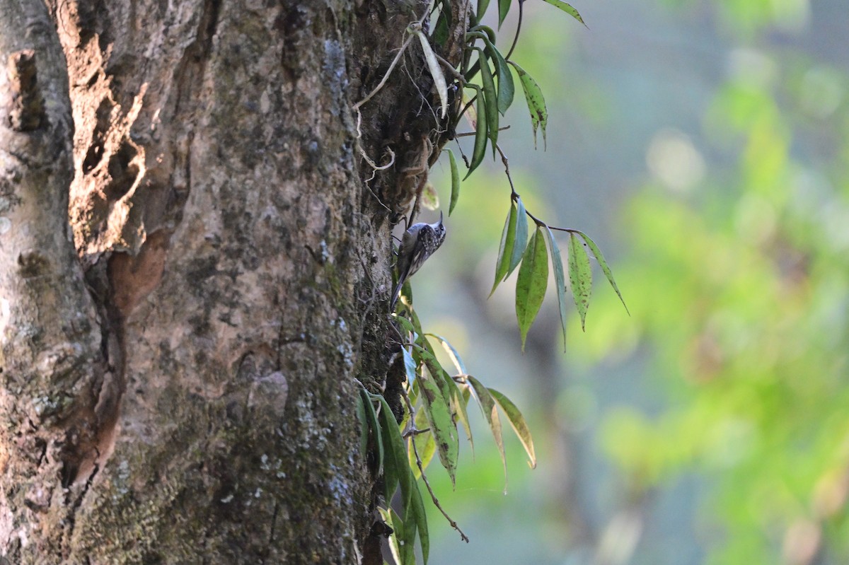 Bar-tailed Treecreeper - ML638664304