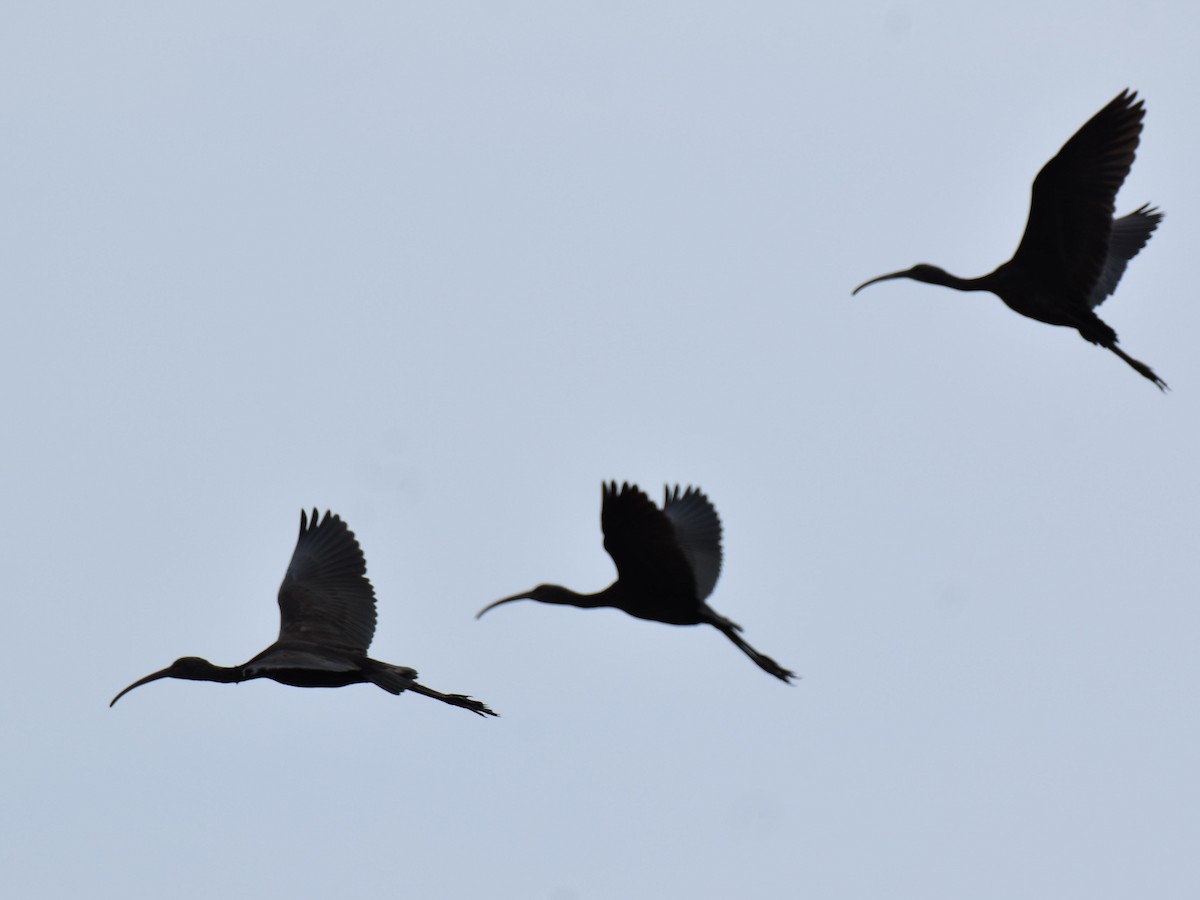 Glossy Ibis - ML638664305