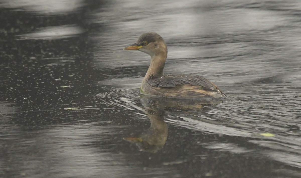 Little Grebe - ML638664308