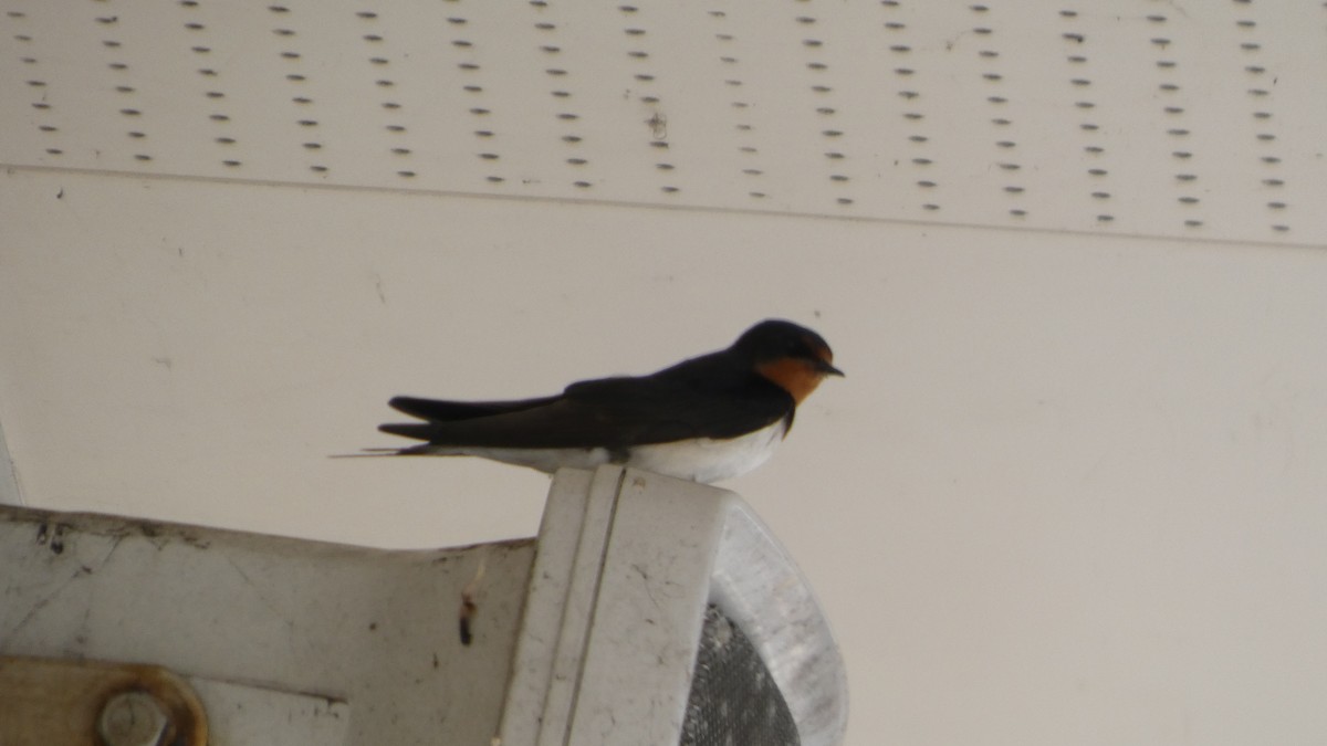 Barn Swallow - ML638664310