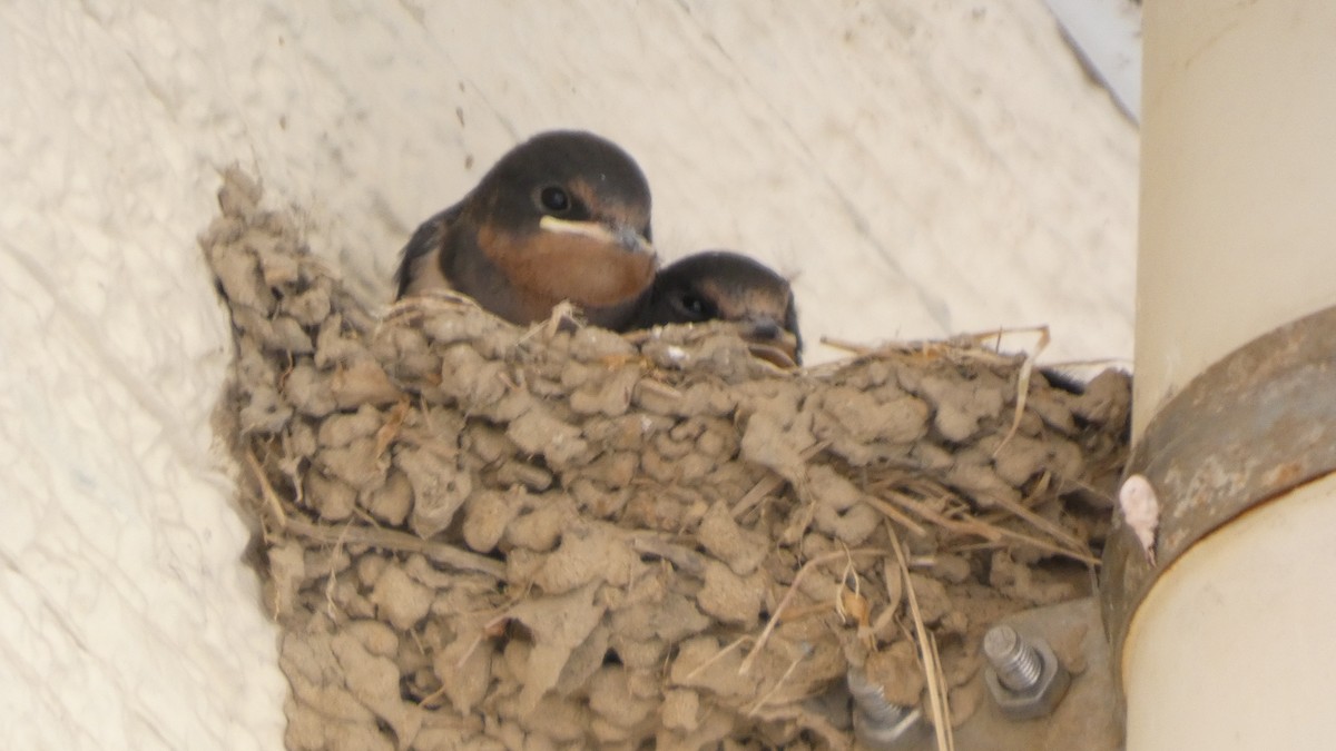 Barn Swallow - ML638664311