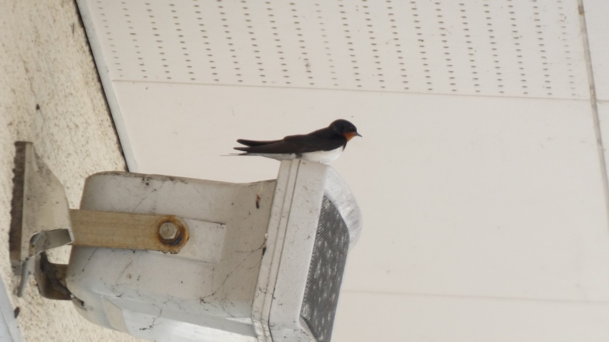 Barn Swallow - ML638664312