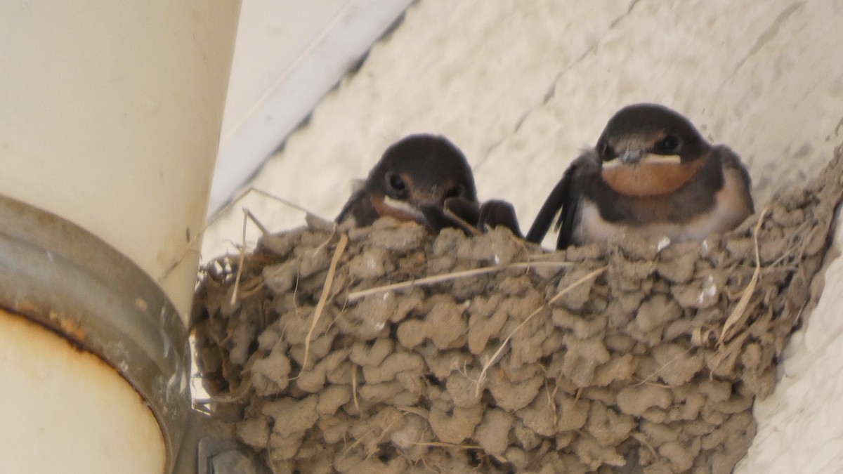 Barn Swallow - ML638664314