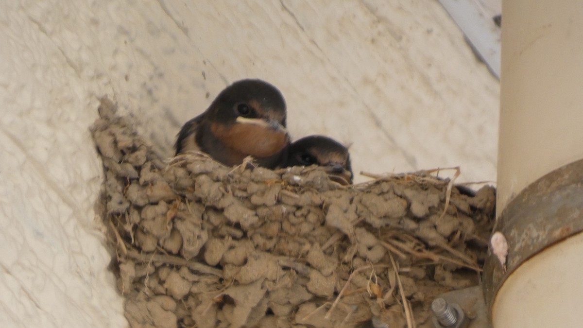 Barn Swallow - ML638664317
