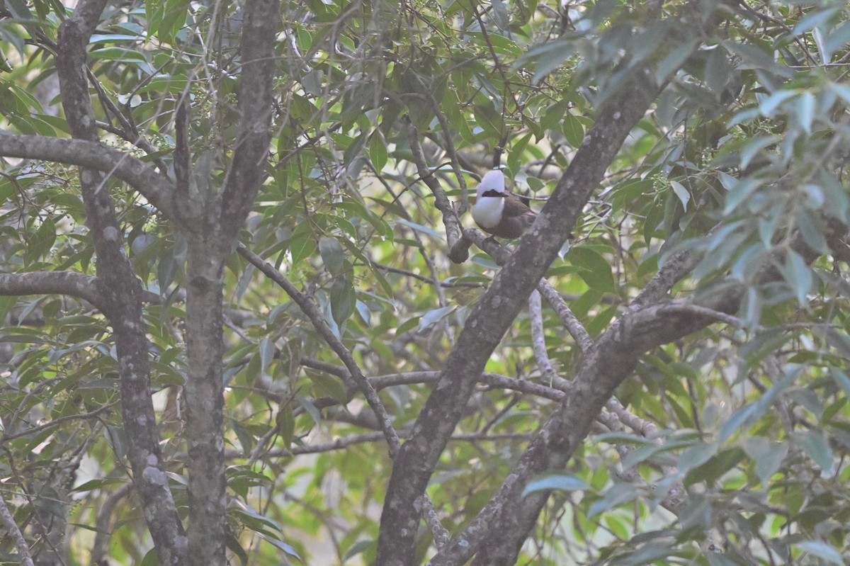 White-crested Laughingthrush - ML638664320
