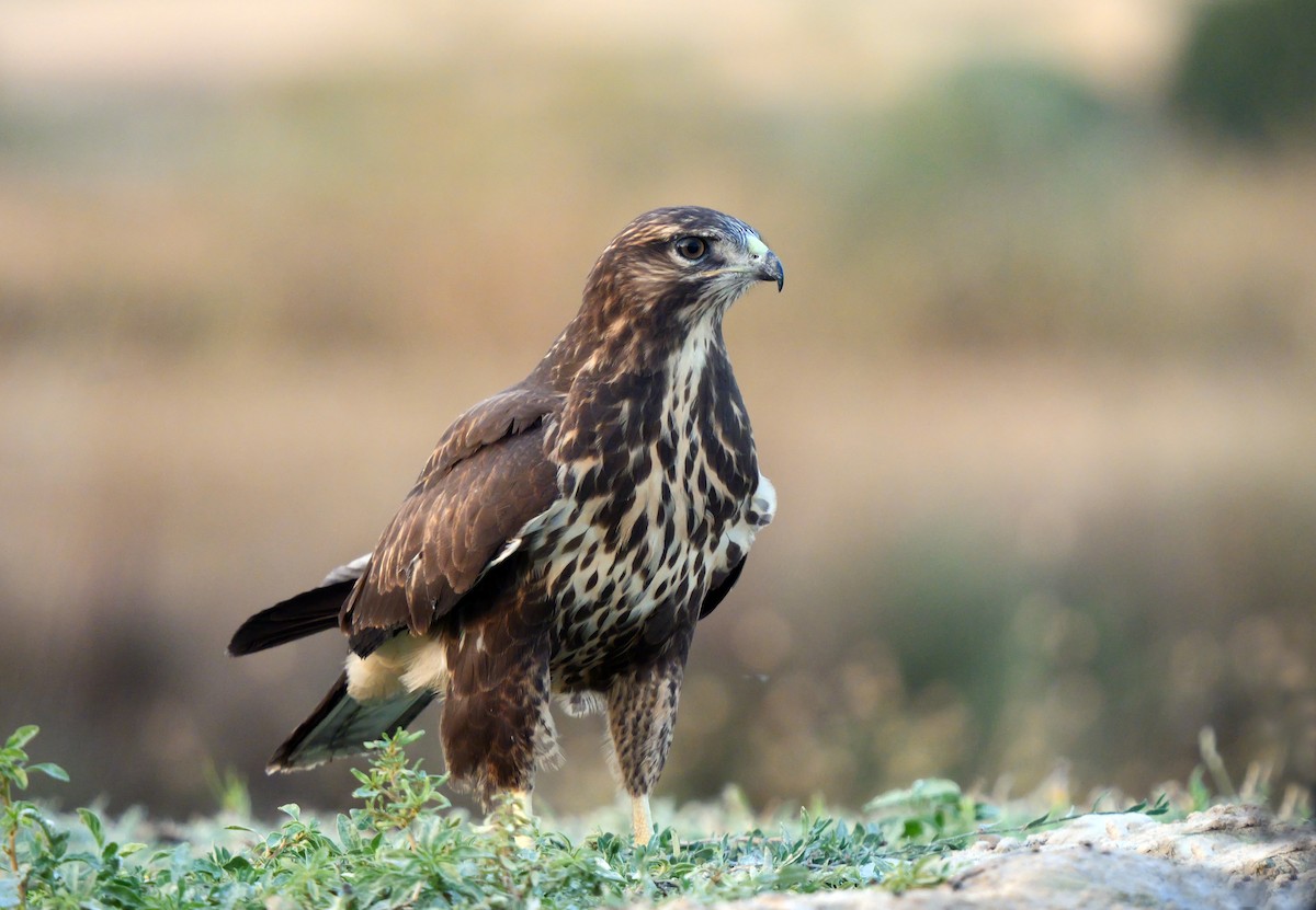 Common Buzzard (Western) - ML638664322