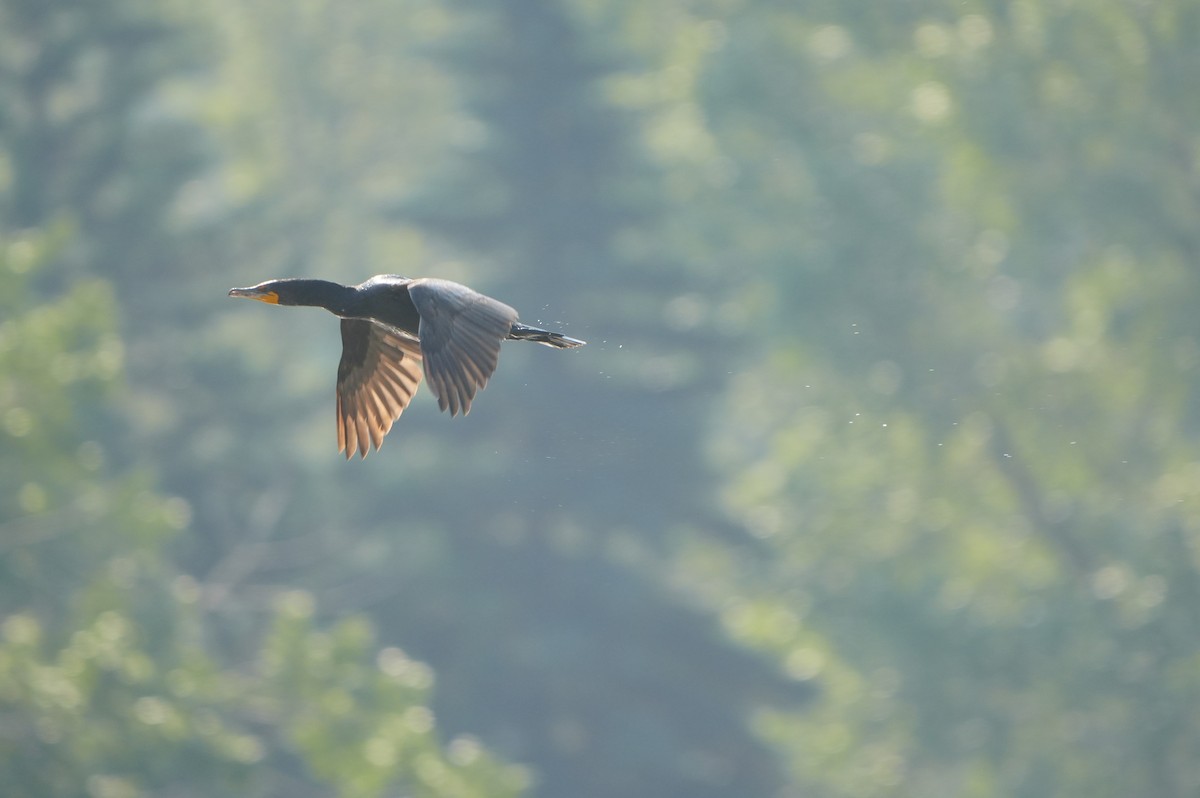Double-crested Cormorant - ML638664324