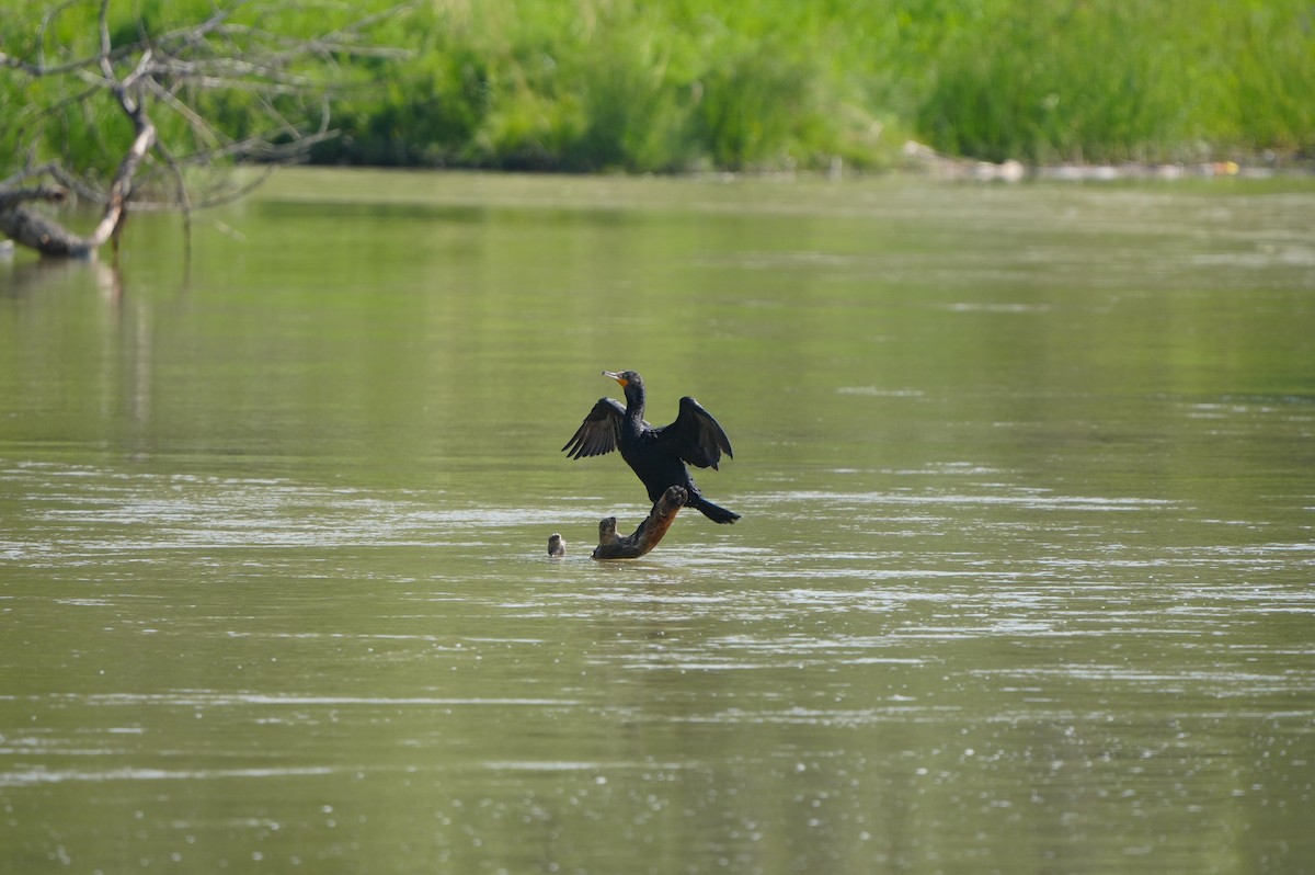 Double-crested Cormorant - ML638664325