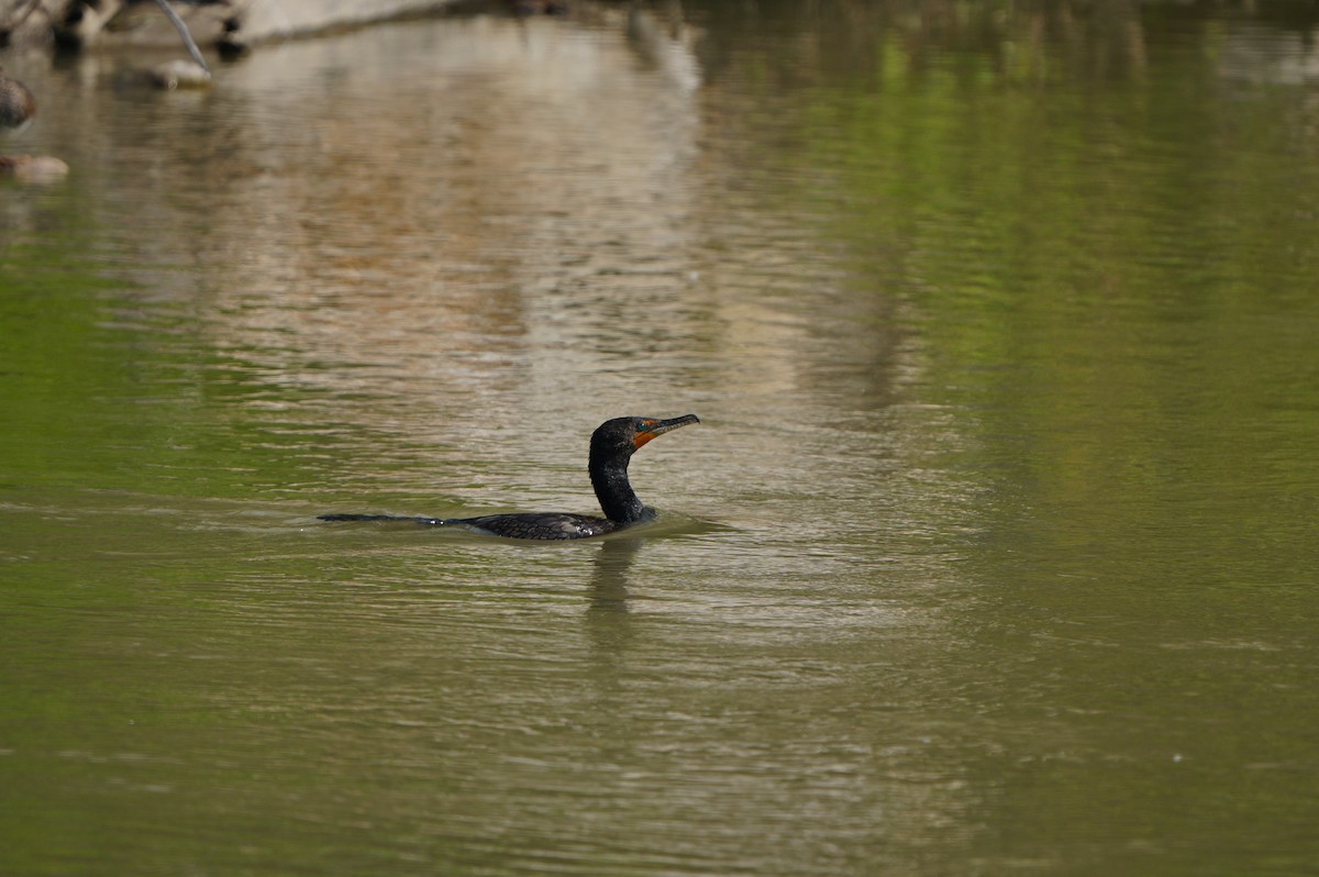 Double-crested Cormorant - ML638664326