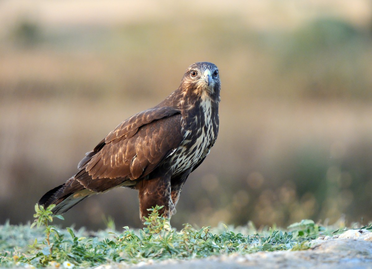 Common Buzzard (Western) - ML638664327