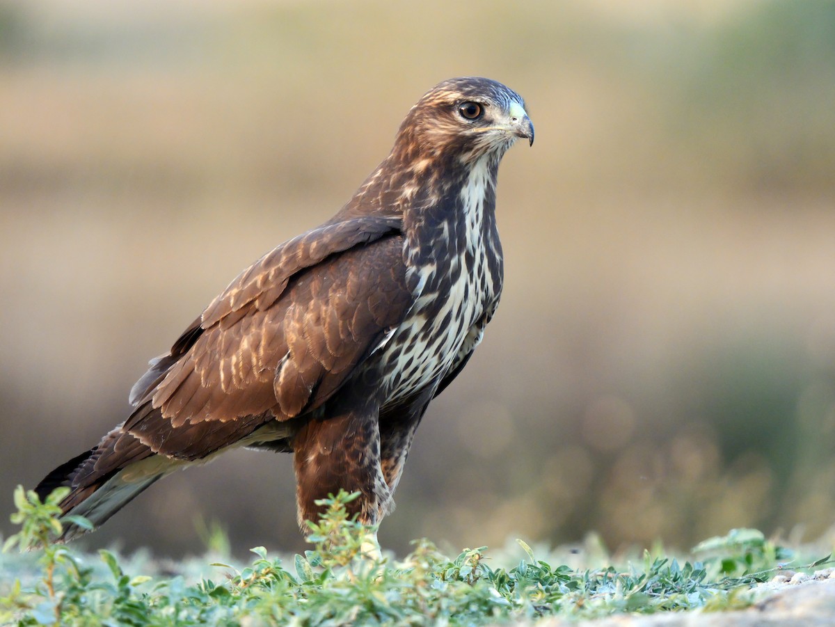 Common Buzzard (Western) - ML638664329