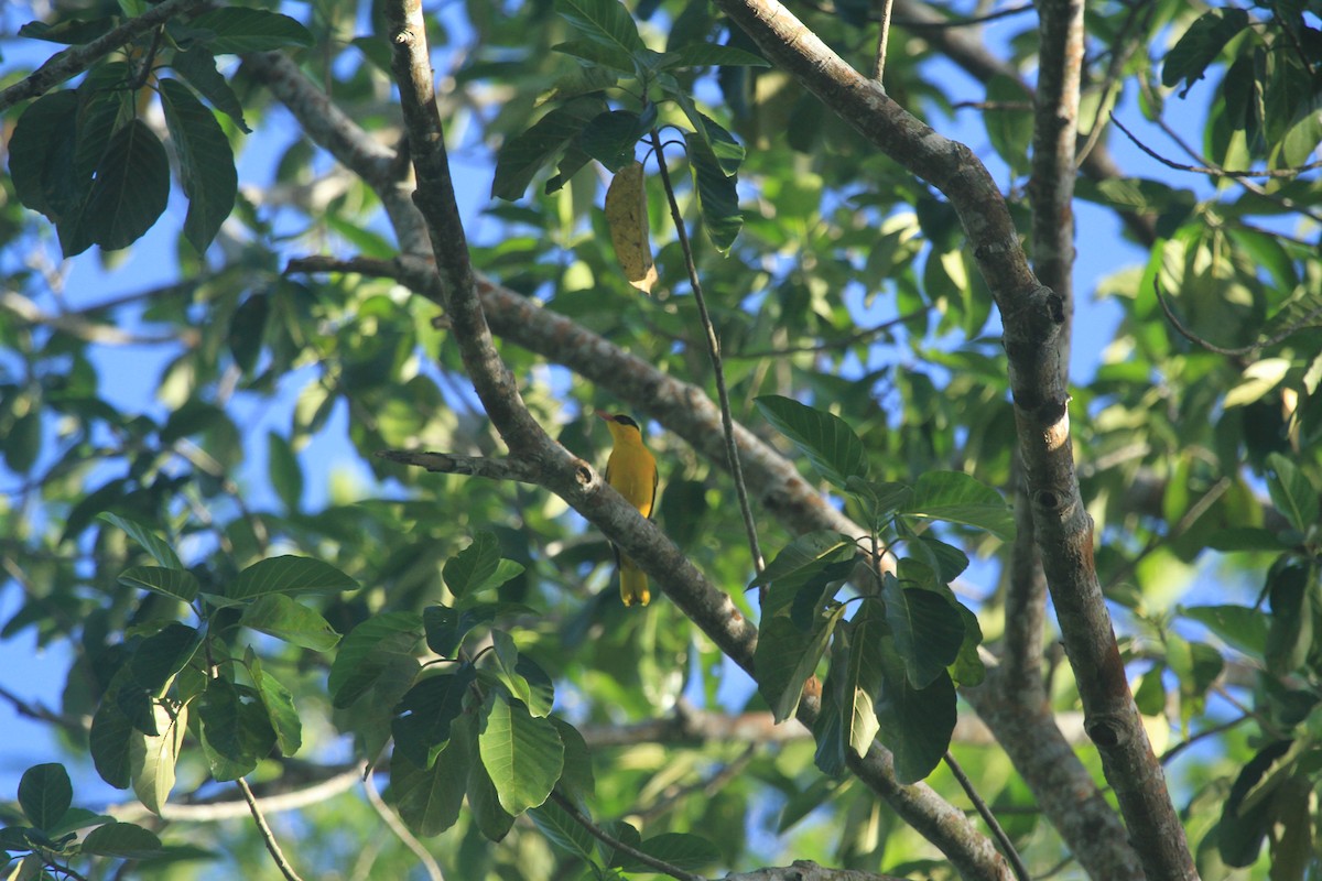 Black-naped Oriole - ML638664330