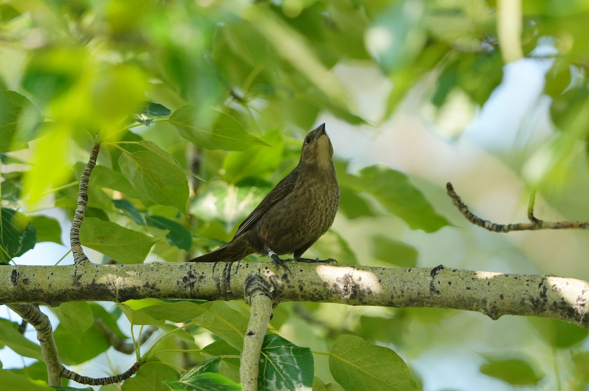Brown-headed Cowbird - ML638664331
