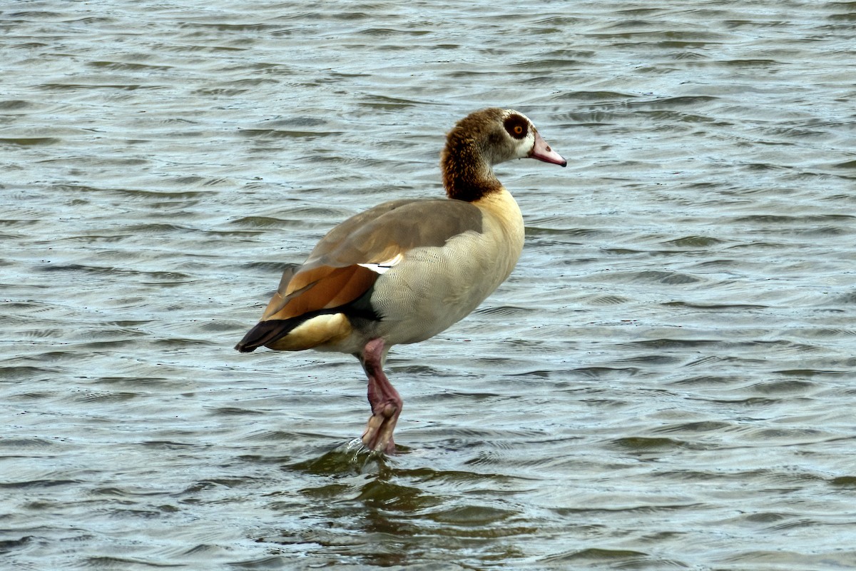 Egyptian Goose - ML638664332