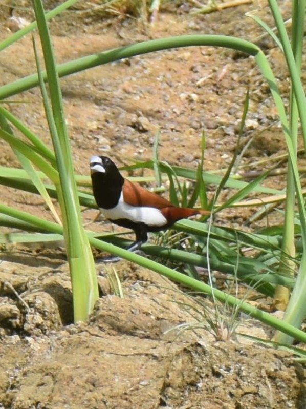 Tricolored Munia - ML638664334