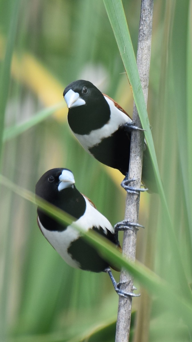 Tricolored Munia - ML638664336