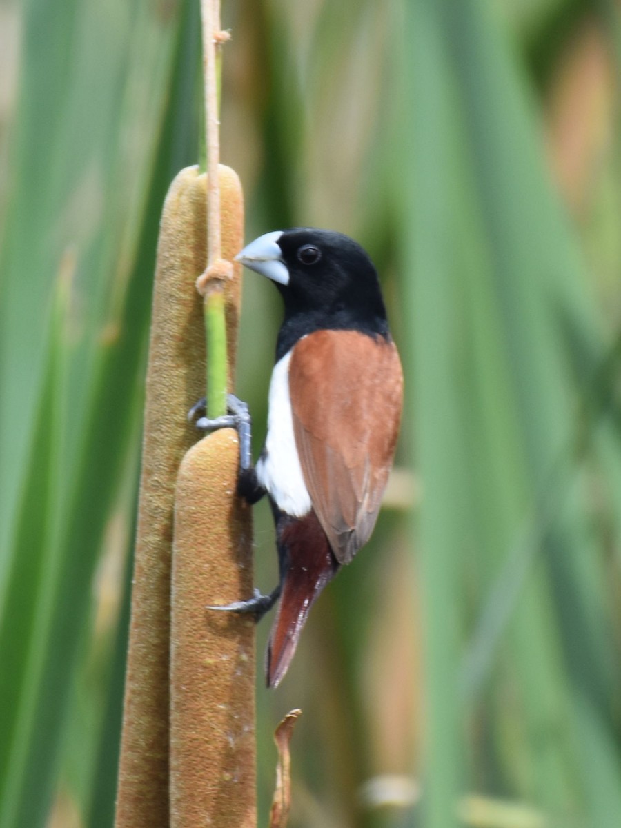 Tricolored Munia - ML638664337