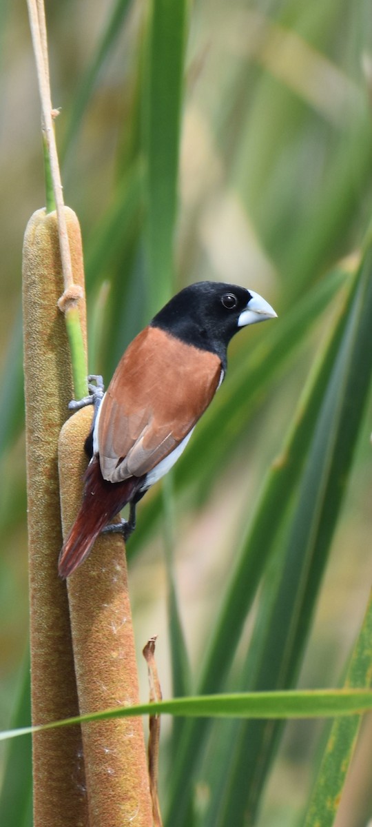 Tricolored Munia - ML638664340