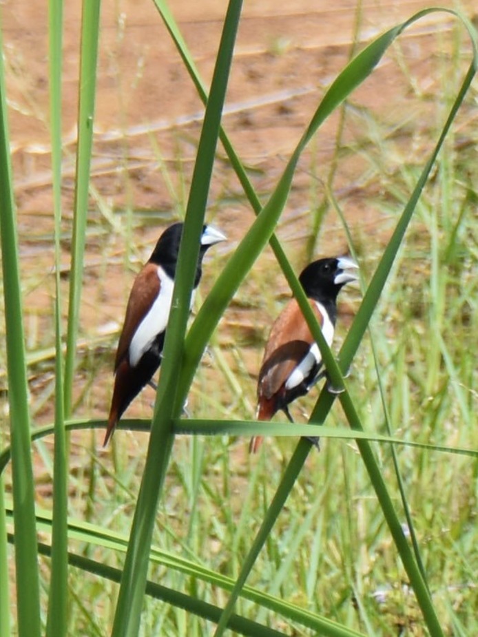 Tricolored Munia - ML638664341
