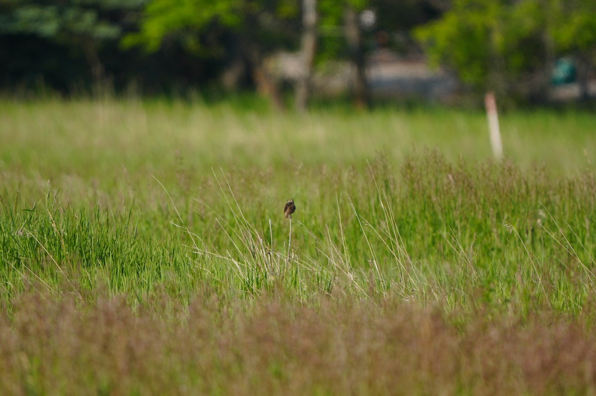 Savannah Sparrow - ML638664345