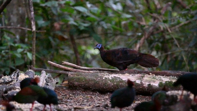 Bulwer's Pheasant - ML638664347