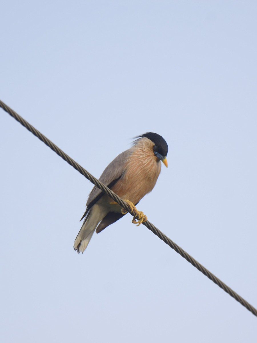 Brahminy Starling - ML638664366