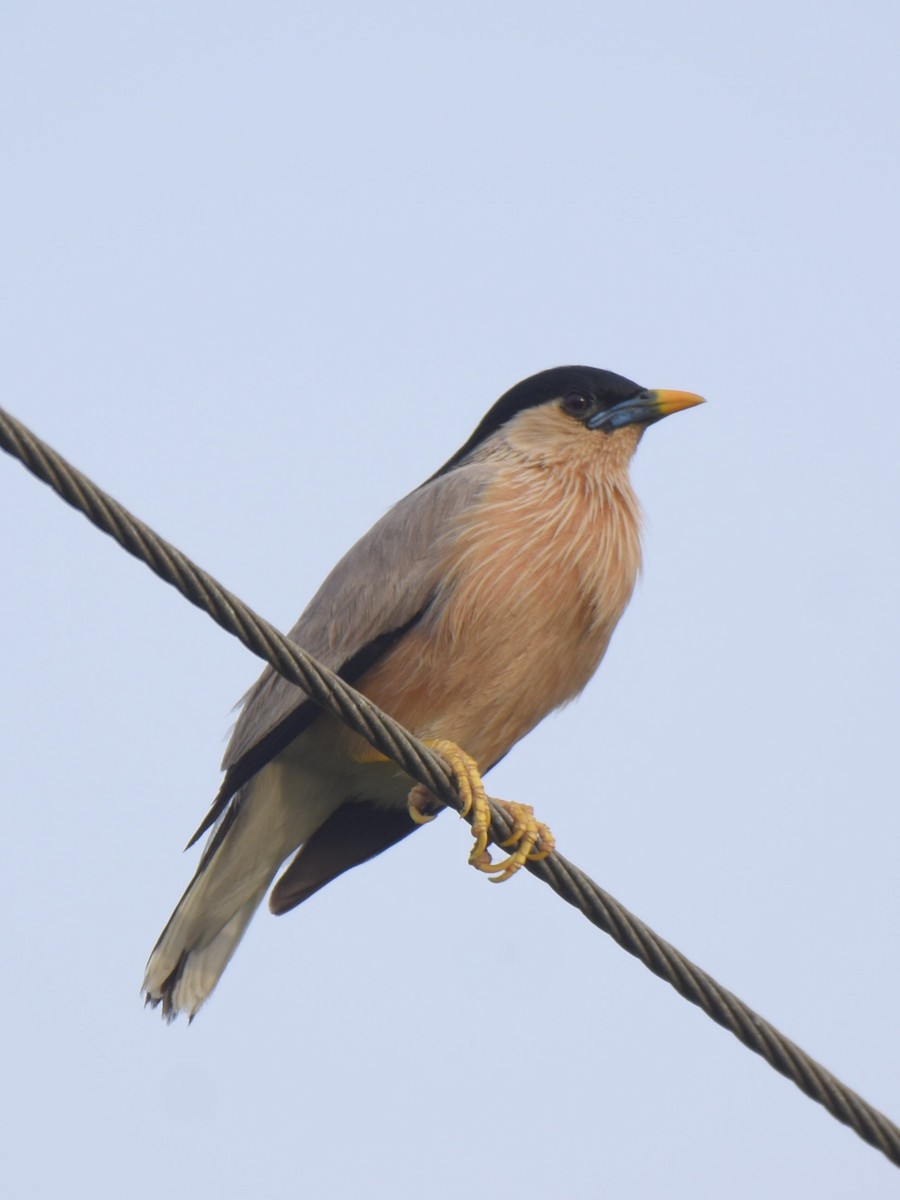 Brahminy Starling - ML638664367