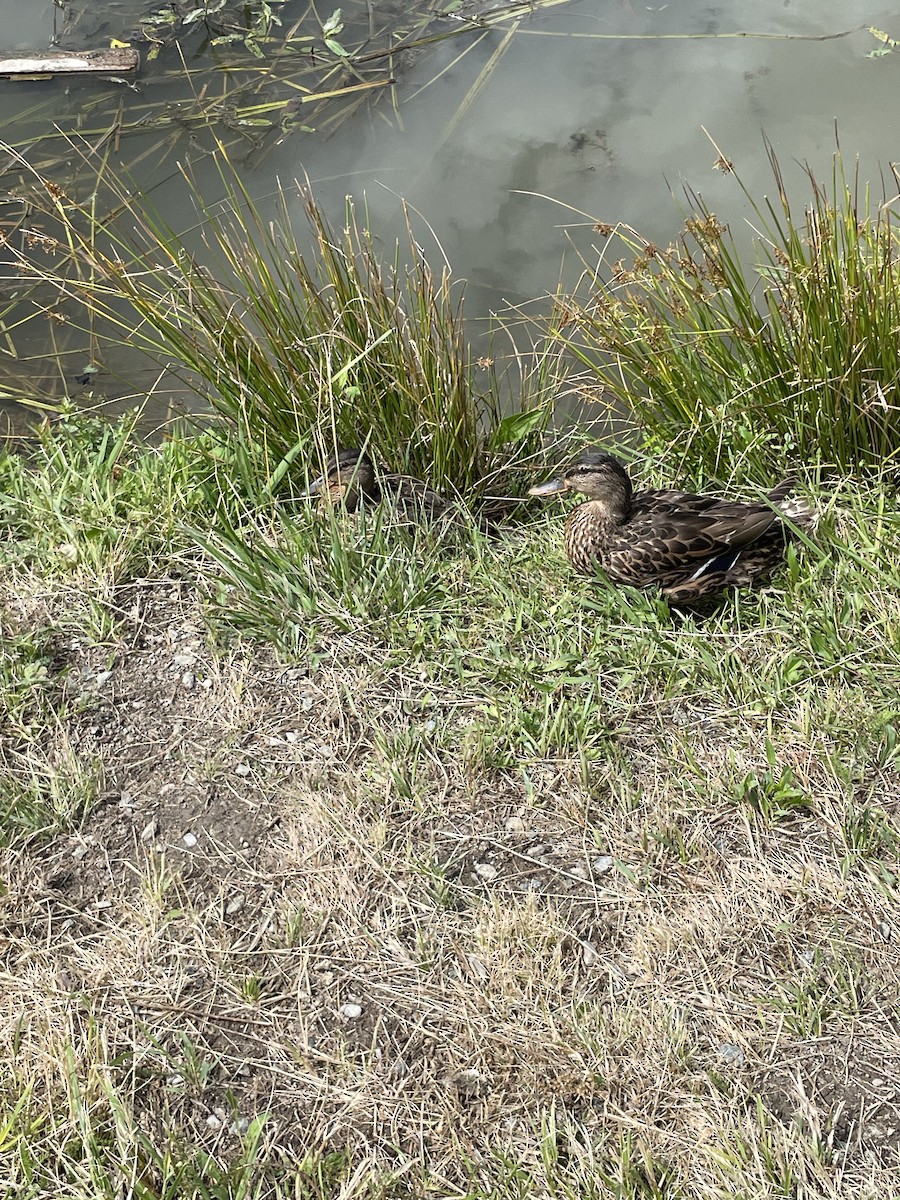 Mallard - ML638664372