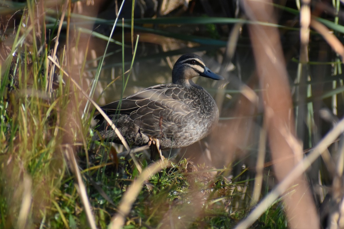 Pacific Black Duck - ML638664378